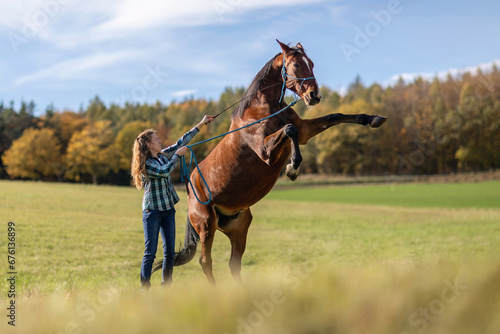 A young female equestrian showing a trick with her bay brown trotter horse, rearing horse, natural horsemanship and horse training concept
