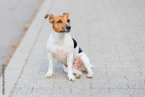 Fototapeta Naklejka Na Ścianę i Meble -  A cute Jack Russell Terrier dog sits funny on the sidewalk. Pet portrait with selective focus