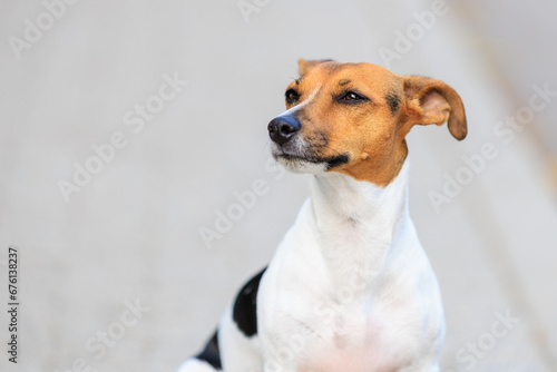 Cute dog of the Jack Russell Terrier breed close-up. Pet portrait with selective focus and copy space