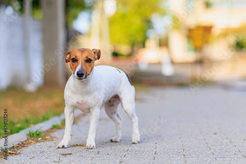 A cute Jack Russell Terrier dog walks along the sidewalk. Pet portrait with selective focus and copy space
