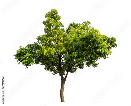 Green tree isolated on transparent background with clipping path and alpha channel..