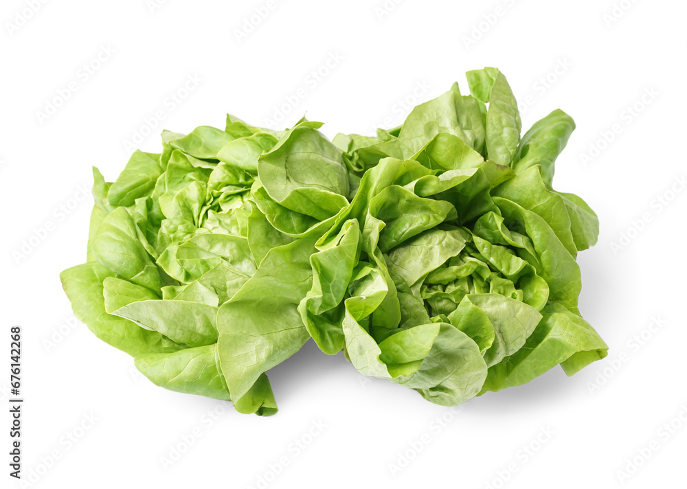 Fresh Boston lettuce on white background Fresh Boston lettuce on white background