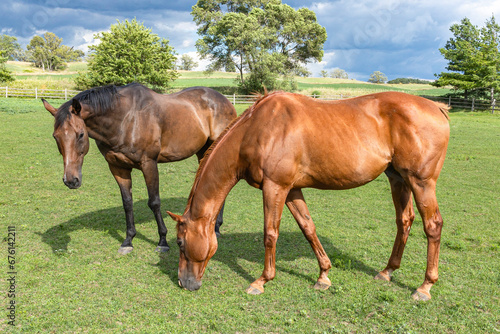 Close-up of two older Thoroughbred horses grazing in a pasture with a stormy sky.