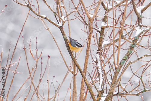 Red-Breasted Nuthatch bird sits on a branch during a snow storm in winter 