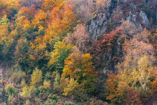 Trees on the mountain cliffs at autumn.