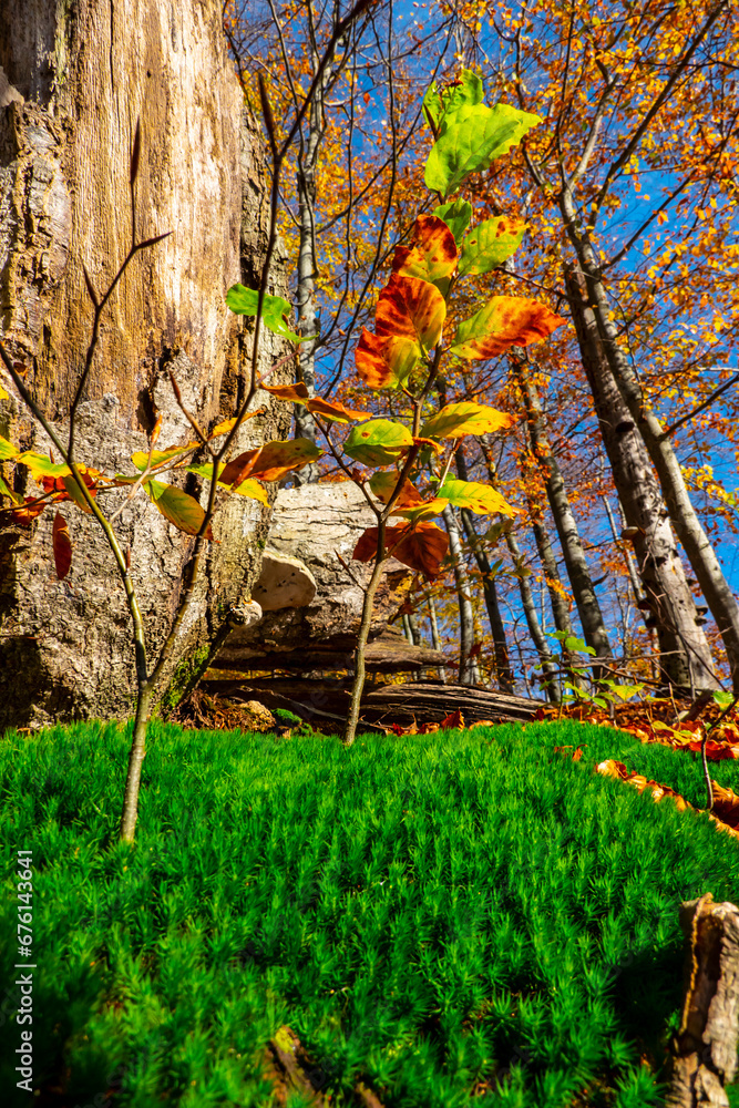 Green moss in autumn in the primeval forest