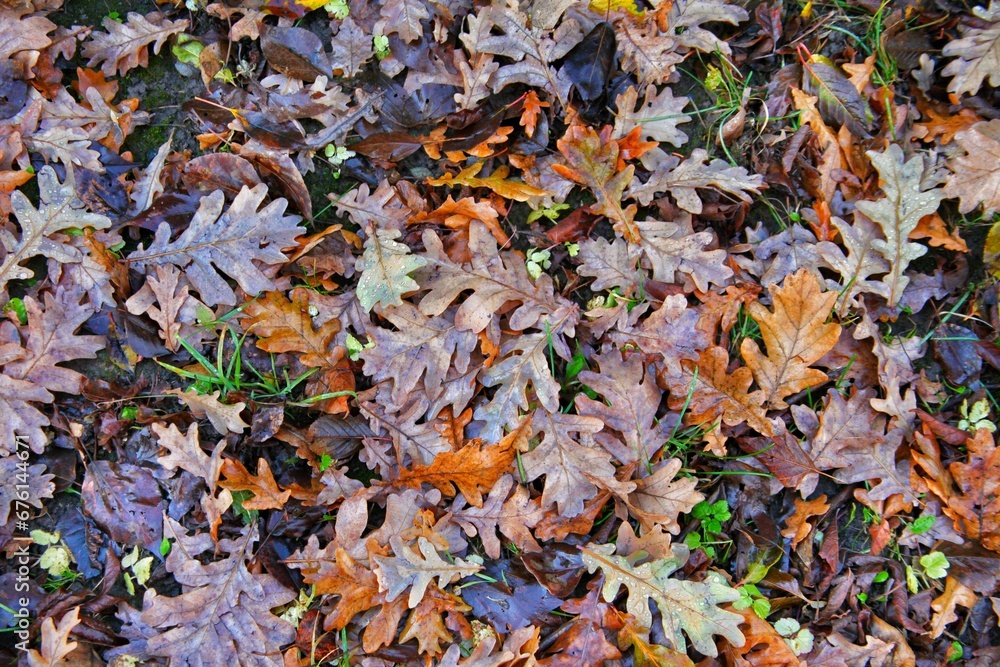 A mix of different autumn colored leaves with a predominance of oak leaves. A mix of different autumn colored leaves with a predominance of oak leaves.