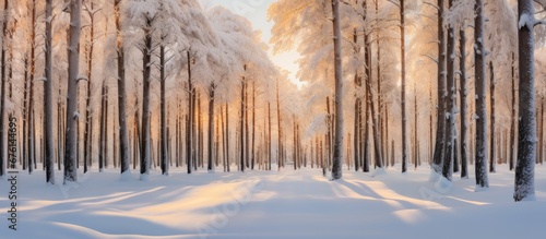 In the winter forest the white snow blankets the landscape creating a breathtaking pattern of untouched beauty The trees adorned with a delicate layer of ice stand tall against the crisp bl photo