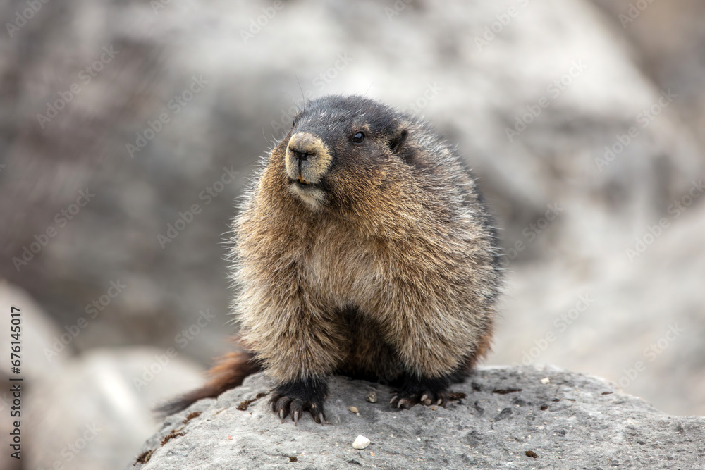 The hoary marmot is a large ground-dwelling rodent found in the high alpine meadows of Jasper National Park. The hoary marmot is a large ground-dwelling rodent found in the high alpine meadows of Jasper National Park.