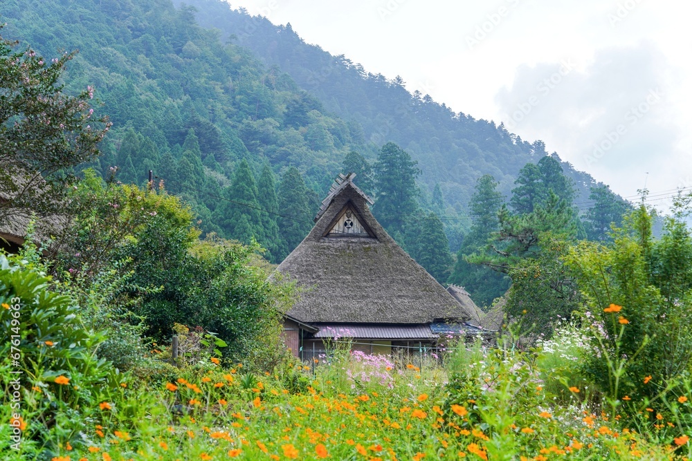 Fototapeta premium 満開のカラフルなコスモスと古い茅葺屋根の家のコラボ情景