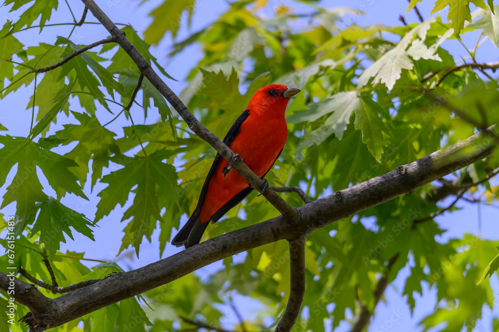 A male Scarlet Tanager perches in a tree at Magee Marsh Wildlife Area, near Oak Harbor, Ohio A male Scarlet Tanager perches in a tree at Magee Marsh Wildlife Area, near Oak Harbor, Ohio
