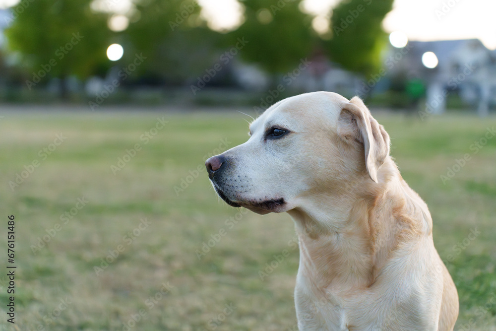 ラブラドールレトリバー labradorretriever