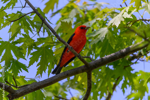 A male Scarlet Tanager perches in a tree at Magee Marsh Wildlife Area, near Oak Harbor, Ohio © James W. Thompson