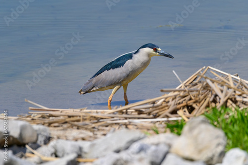 A Black-Crowned Night-Heron on the banks of a marsh at Howard Marsh Metropark, near Curtice, 