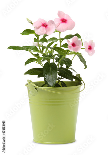 Catharanthus roseus in green flower pot isolated on white photo
