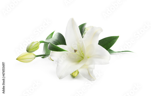 Beautiful fresh lily flowers isolated on white