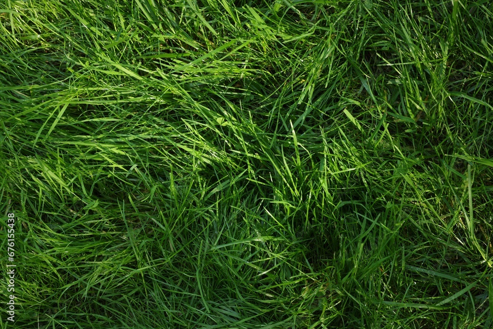 Fresh green grass as background, top view Fresh green grass as background, top view
