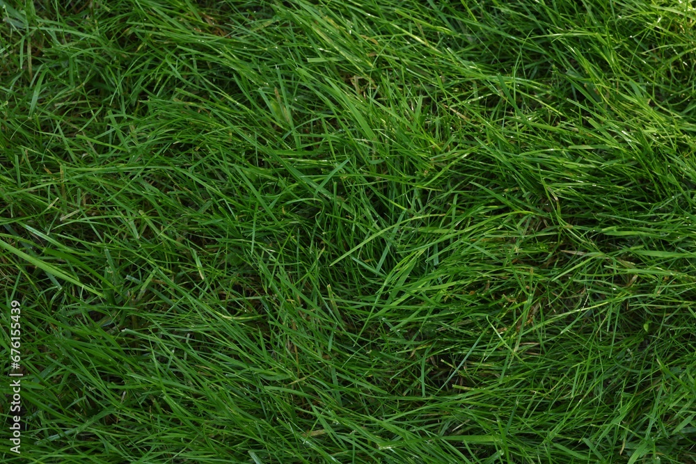 Fresh green grass as background, top view Fresh green grass as background, top view
