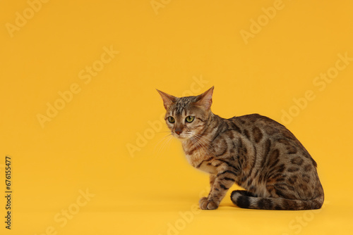 Cute Bengal cat on orange background, space for text. Adorable pet © New Africa