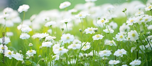 In the vibrant garden a sea of green grass gently swayed in the summer breeze complementing the beauty of the white floral blooms that adorned the plants against the backdrop of a lush green © TheWaterMeloonProjec
