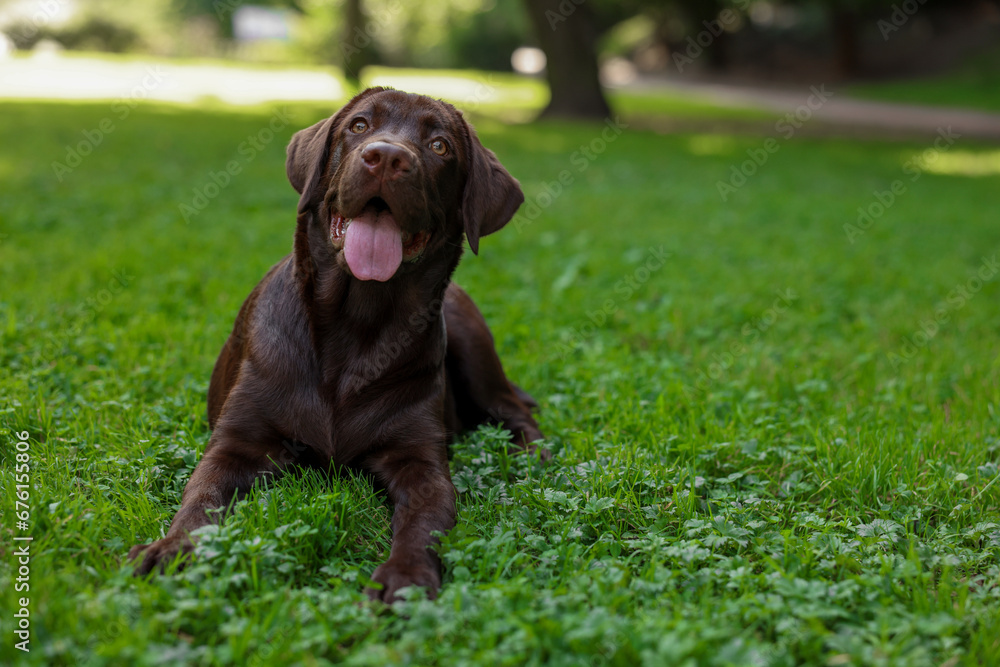 Adorable Labrador Retriever dog lying on green grass in park, space for text Adorable Labrador Retriever dog lying on green grass in park, space for text