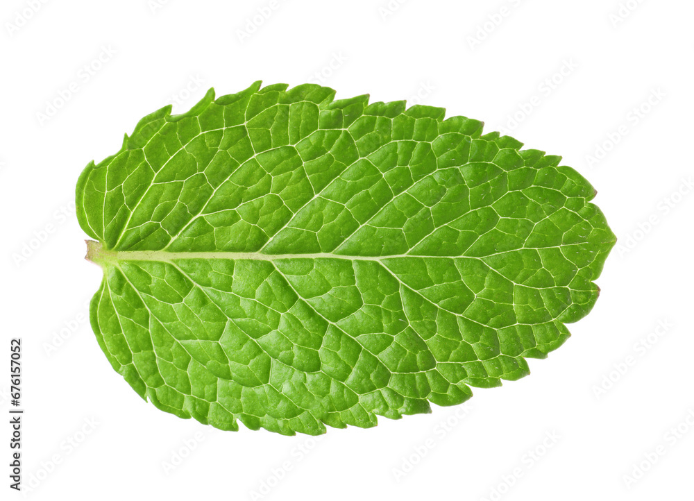 Obraz premium Fresh green mint leaf isolated on white