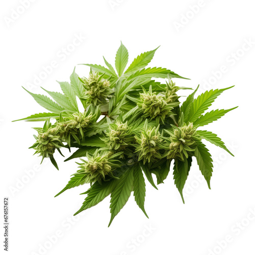 Green cannabis leaves and flowers