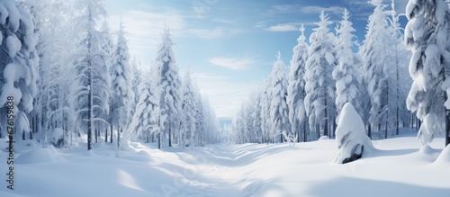 Traveling through the snowy forest I was captivated by the sublime beauty of the natural landscape with towering trees set against a backdrop of a pristine white background reminding me of t