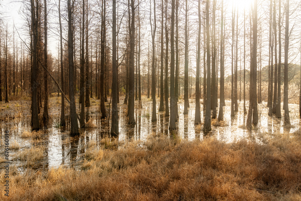 Dead trees reflected in swamp water Dead trees reflected in swamp water