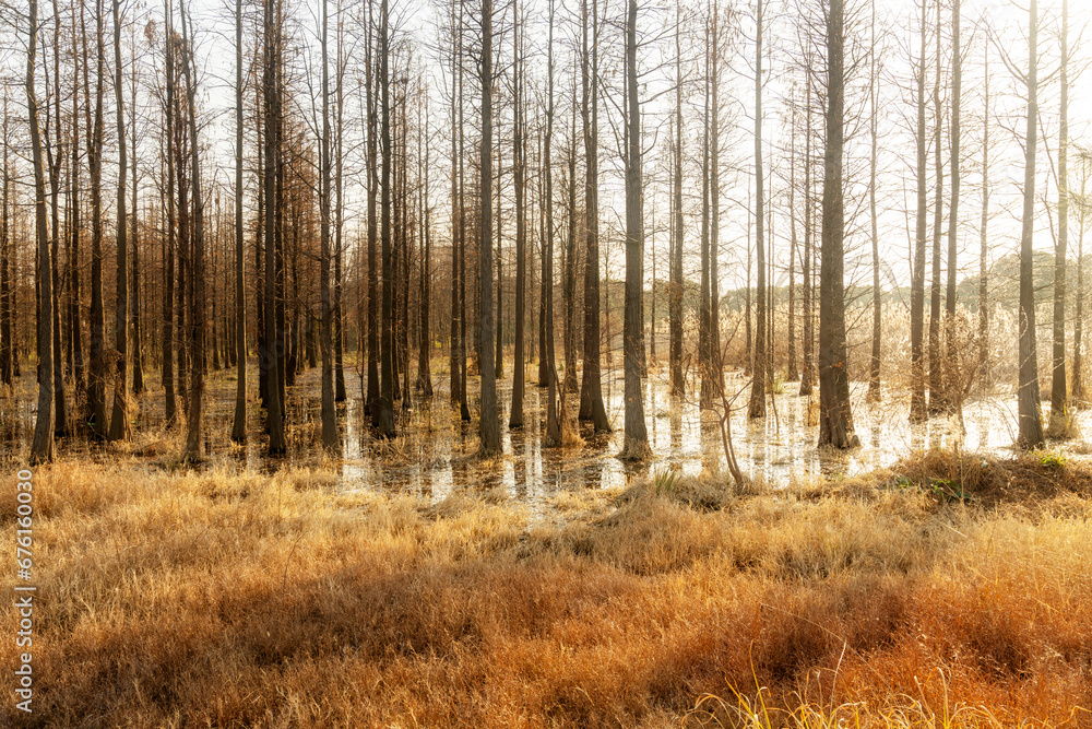 Dead trees reflected in swamp water Dead trees reflected in swamp water