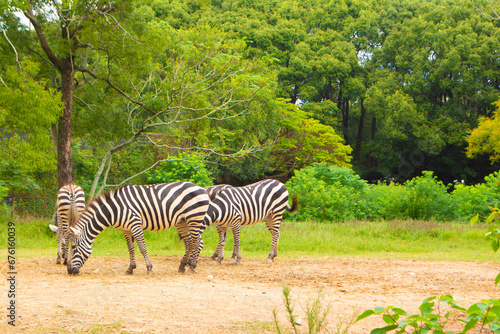 のんほいパーク動物園のシマウマ