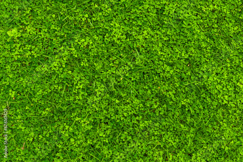 Green Grass texture 