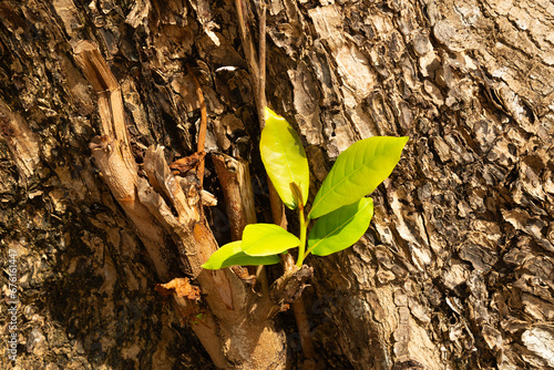 dry skin wood teak texture close up