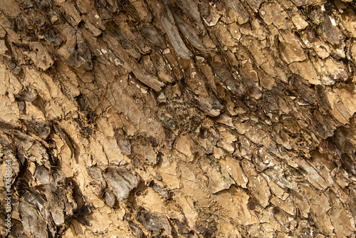 dry skin wood teak texture close up