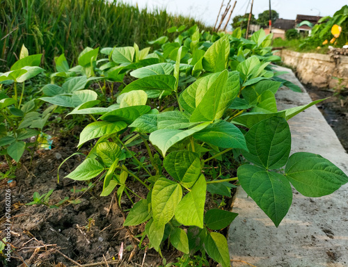 Closeup view of small green Pea plants, natural plants in garden.
