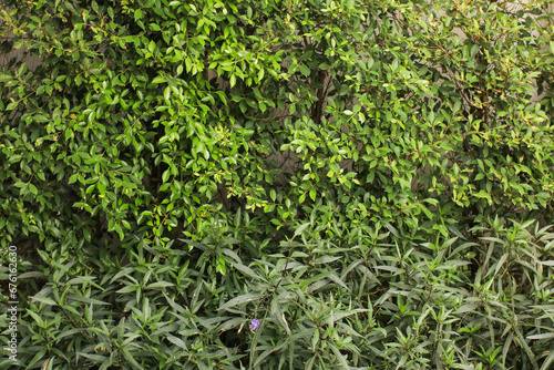 Green plant wall with evergreen trees instead of concrete. Lush, natural foliage. Vegetative background and texture.