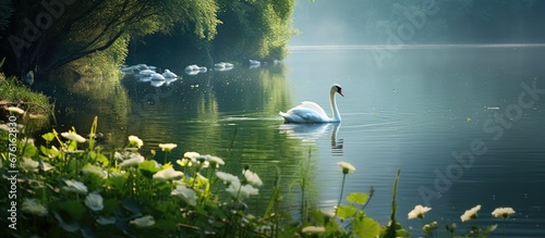 Fototapeta Naklejka Na Ścianę i Meble -  In the serene beauty of nature the lush green grass embraces the sparkling clear water of the pristine white lake where graceful swans gracefully swim alongside wild birds creating a mesmer