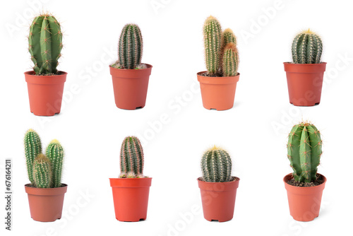 Green cacti in pots isolated on white, collection