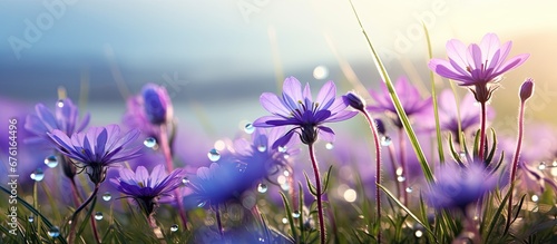 In the serene spring morning delicate purple flowers adorned the meadow reflecting their beauty in the crystal clear water droplets left by the morning dew creating a breathtaking scene in n
