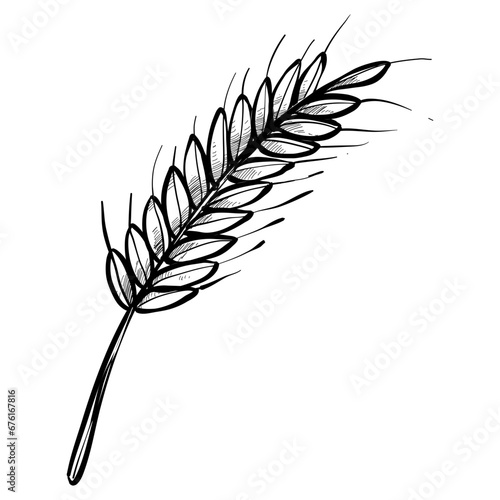 wheat handdrawn illustration