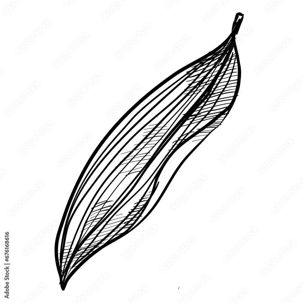 Fototapeta premium leaf handdrawn illustration