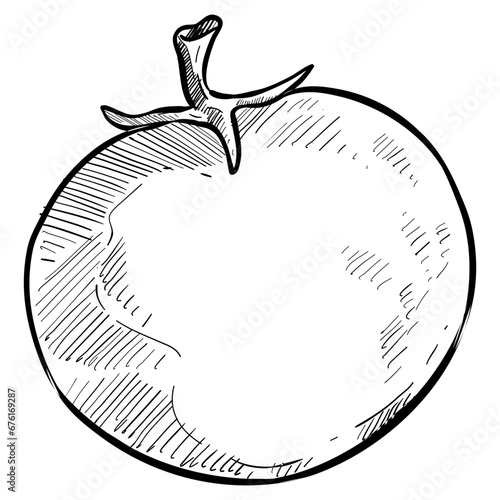 tomato handdrawn illustration