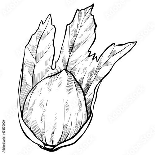 walnut handdrawn illustration