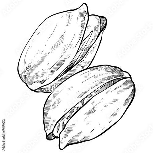 walnut handdrawn illustration