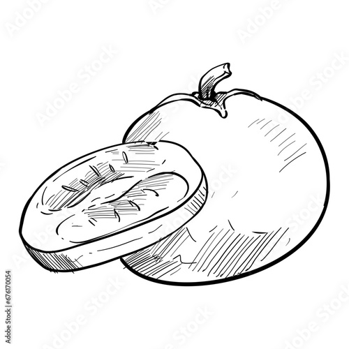 tomato handdrawn illustration