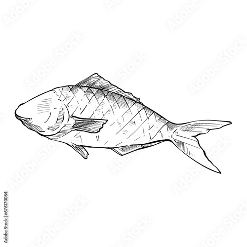 grilled fish handdrawn illustration