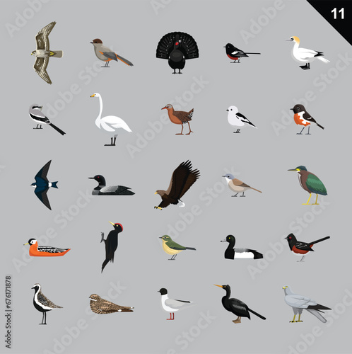 Various Birds Cartoon Vector Illustration 11