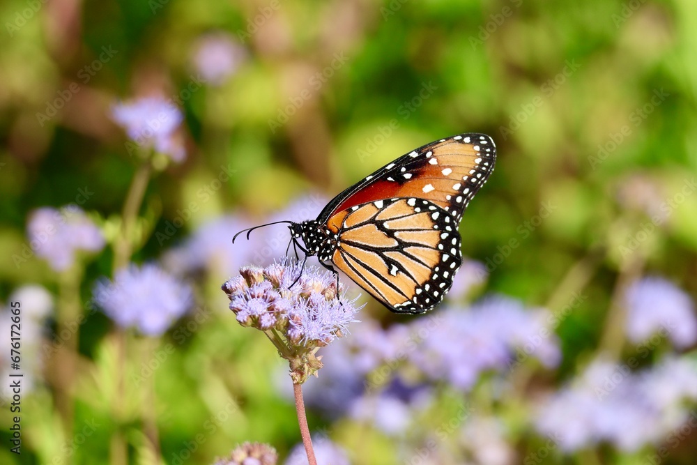 Beautiful Monarch Butterfly Wallpaper Background Beautiful Monarch Butterfly Wallpaper Background