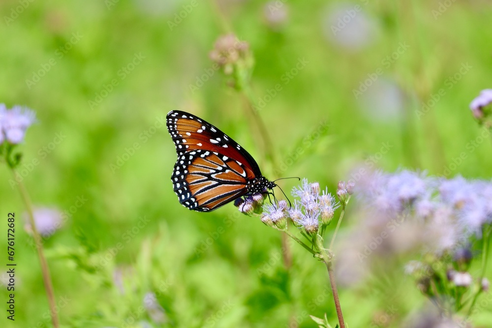 Beautiful Monarch Butterfly Wallpaper Background Beautiful Monarch Butterfly Wallpaper Background