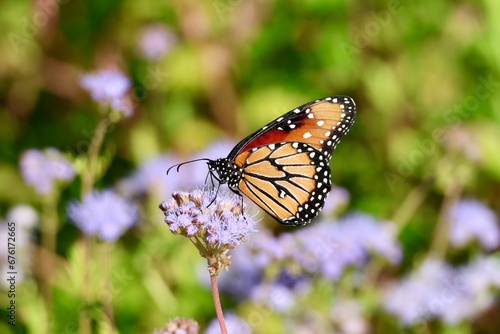 Beautiful Monarch Butterfly Wallpaper Background © TimTaylor512